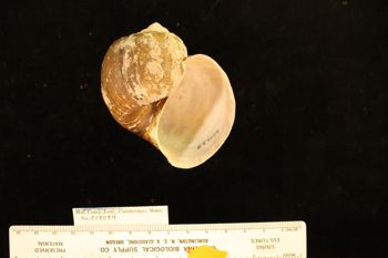 Media type: image; Malacology 258084